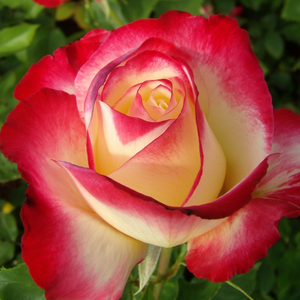 Double Delight - trandafiri - www.ioanarose.ro